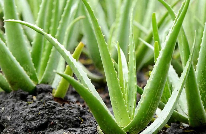 Descubren nuevas propiedades del aloe vera