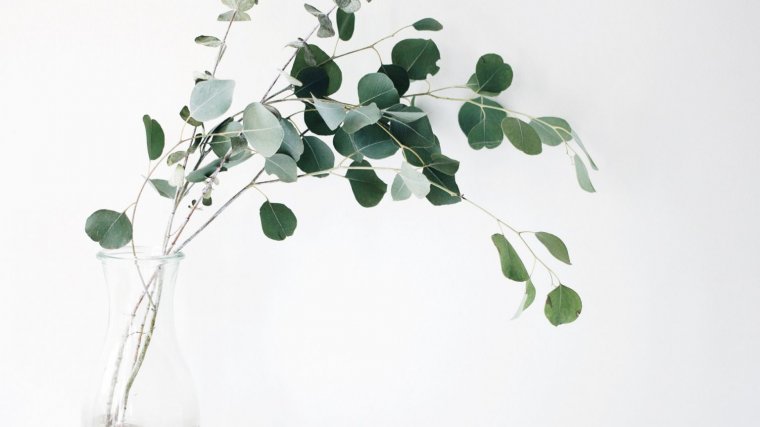 Eucalipto, una planta que alivia los dolores del reuma y la artritis Eucalipto, una planta que alivia los dolores del reuma y la artritis