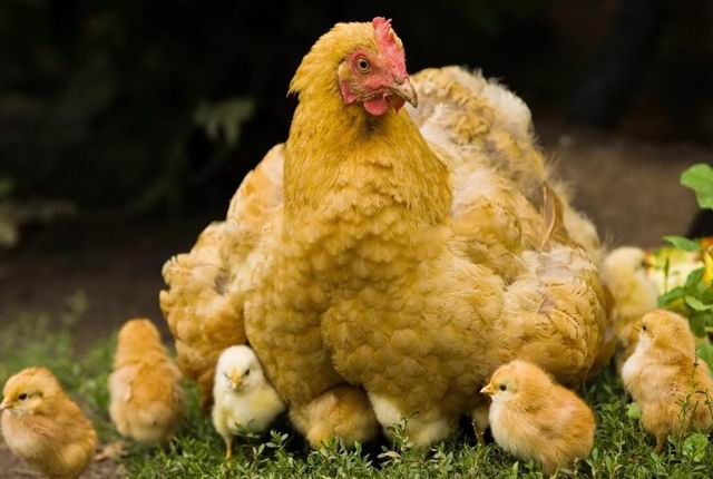 Gallina sacada Gallina sacada