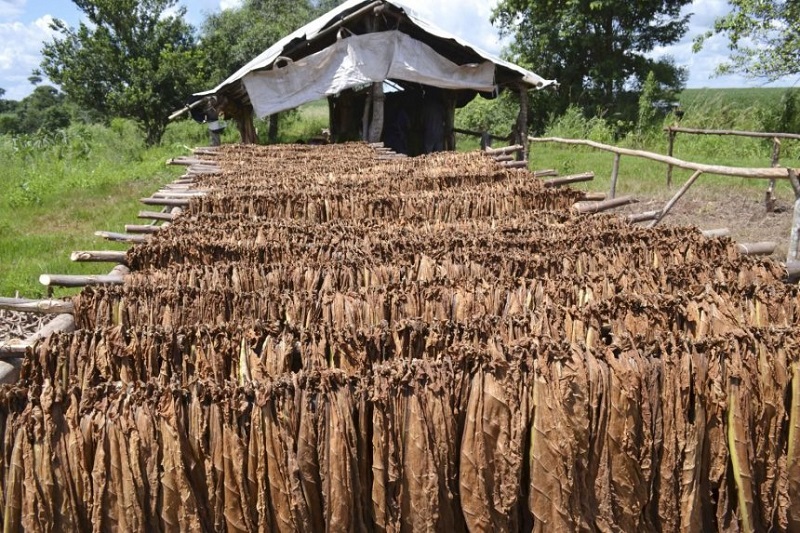 La hoja del tabaco muestra sus bondades La hoja del tabaco muestra sus bondades