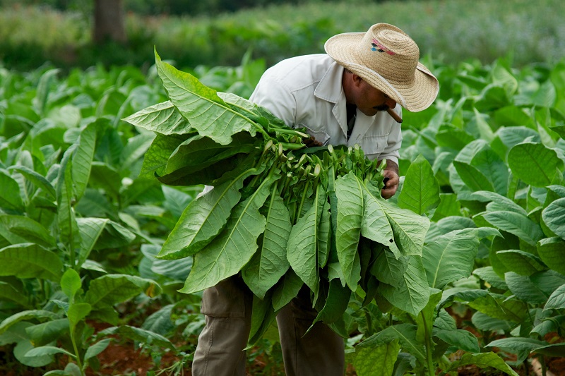 Mejor tabaco para liar PORROS