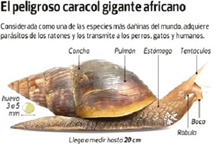 Cuidado!...Con el caracol gigante africano (+Video e Infografía)