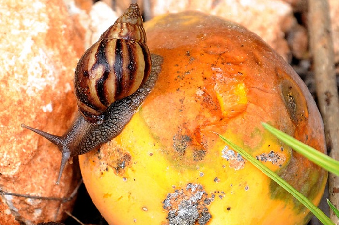 Cuidado!...Con el caracol gigante africano (+Video e Infografía)