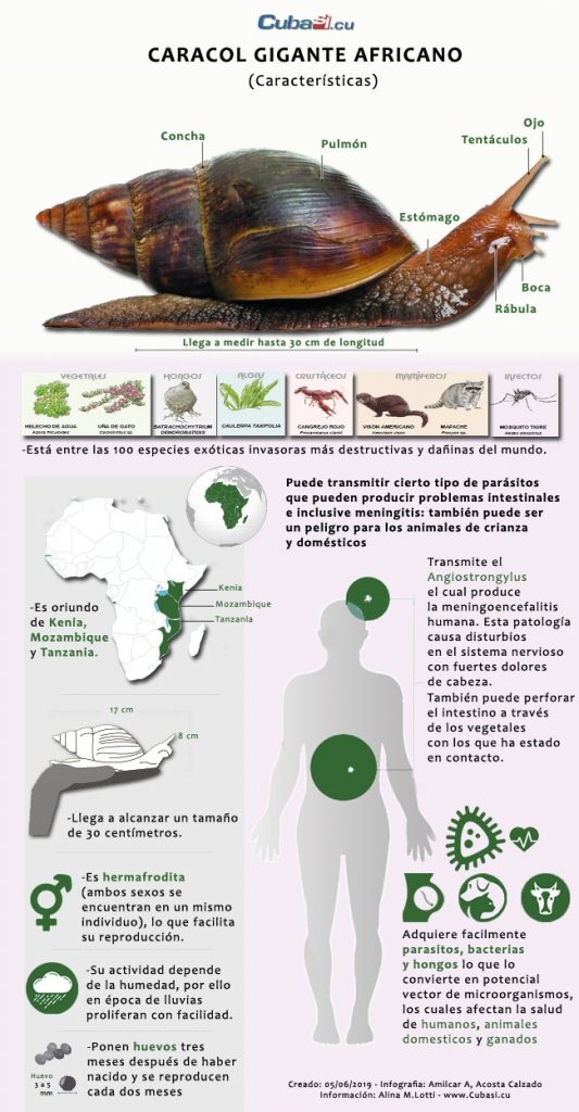 Cuidado!...Con el caracol gigante africano (+Video e Infografía)