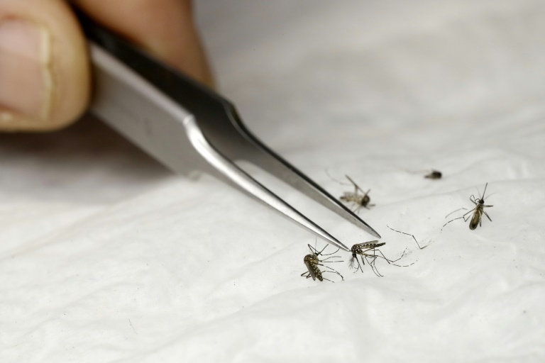 Realizan prueba para el control del Aedes aegypti con  insecto estériles