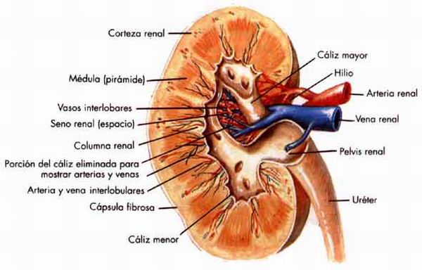 Eficaces remedios caseros para erradicar las piedras de los ri�ones