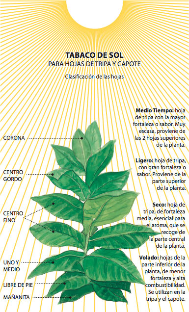 La hoja del tabaco muestra sus bondades La hoja del tabaco muestra sus bondades