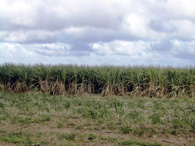 Mejorar la calidad de las plantaciones es un imperativo.