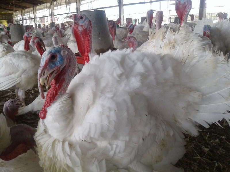 Buen futuro para la Unidad Empresarial de Base La Demajagua