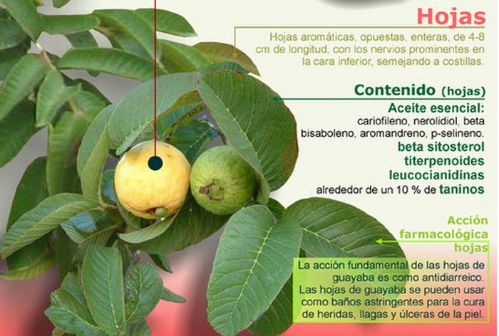 Estimado eso es todo alivio Hojas de guayaba, eficaz antidiarreico