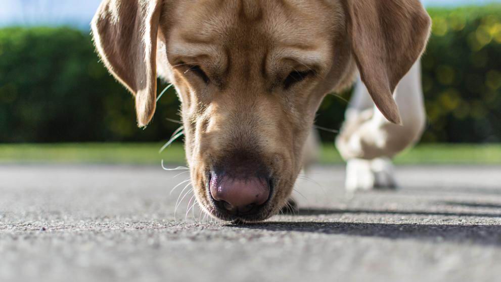 Al contrario que los humanos, los animales hacen un amplio uso de su sentido del olfato