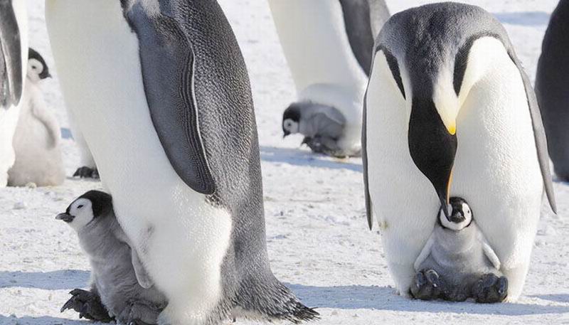 La comunicación vocal caracteriza a los pingüinos africanos