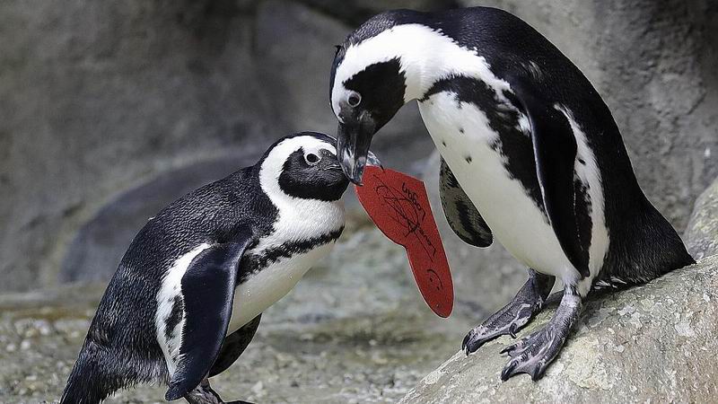 La comunicación vocal caracteriza a los pingüinos africanos