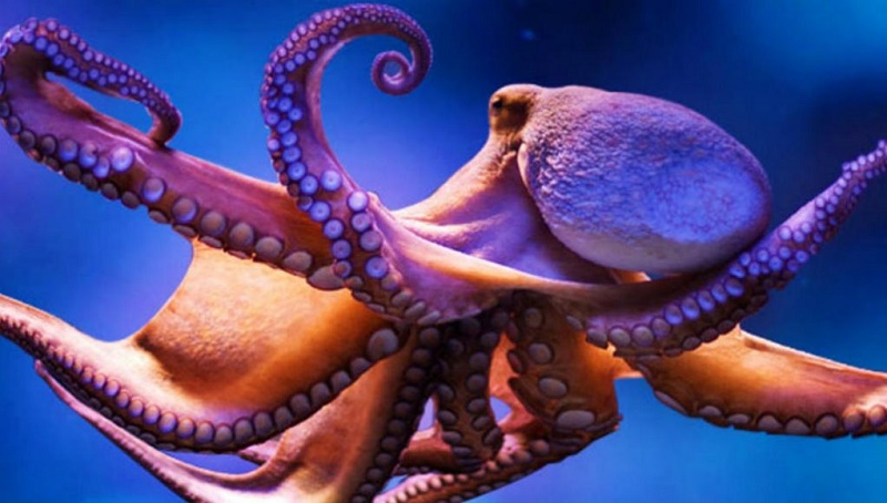 Cosas que a lo mejor no sabías de esta criatura marina (+VIDEO)