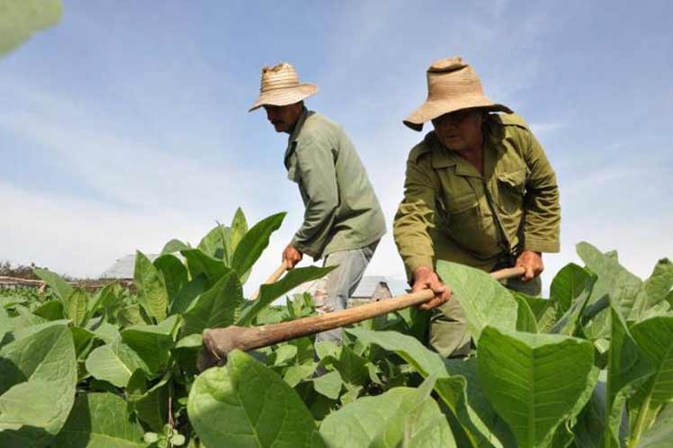 Incrementar las producciones: compromiso de los anapistas cubanos