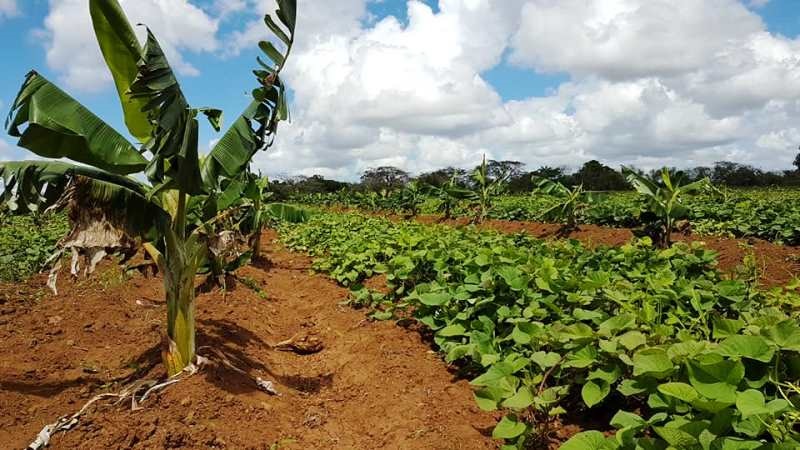 En Audio: Comprometidos campesinos de Camagüey con la producción ...