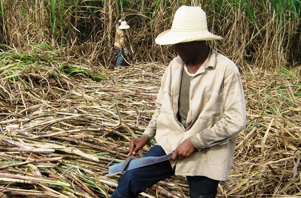 Azucareros santiagueros quieren demostrar que la eficiencia no es consigna