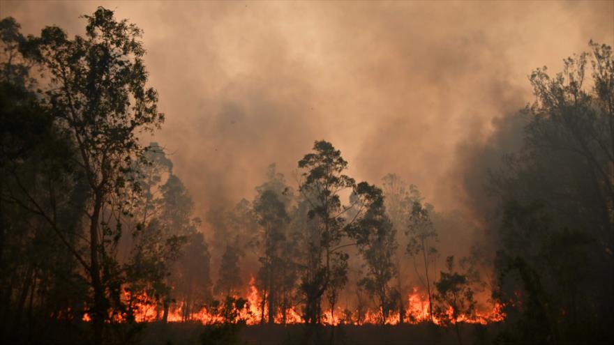    Unprecedented Crisis: Australia and its Raging Forest Fires
