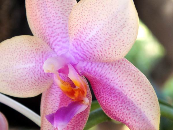 En Cuba se han reportado m�s de 300 especies de orqu�deas nativas. Foto: Abel Rojas.