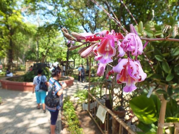Festival Nacional de las Orqu�deas en La Quinta de los Molinos, en La Habana. Foto: Abel Rojas Barallobre