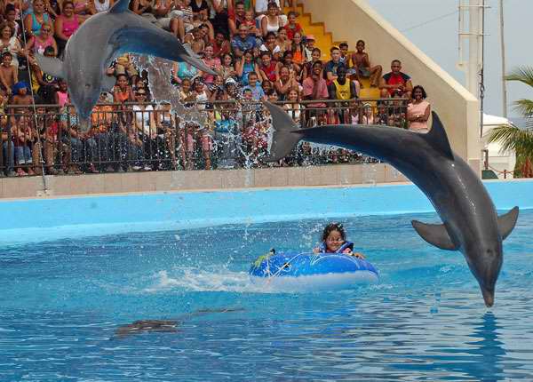 Acuario Nacional de Cuba ofrece el tradicional espectáculo de delfines. Foto Tribuna de La Habana