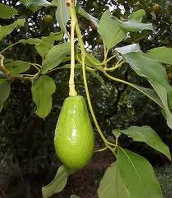 Hojas del aguacate Holas del Aguacate