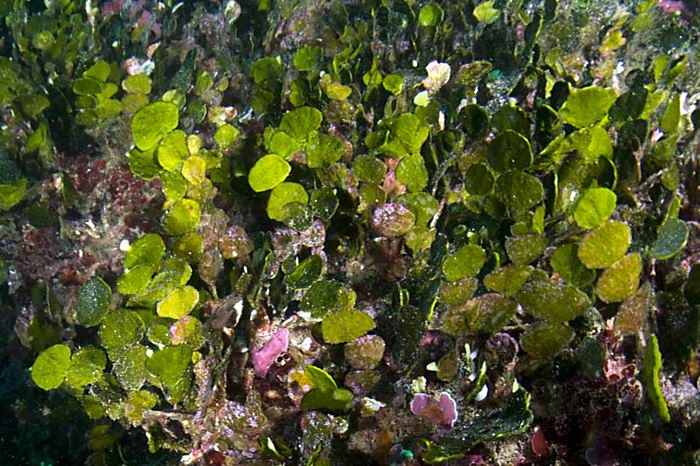 Las algas marinas del g�nero Halimeda