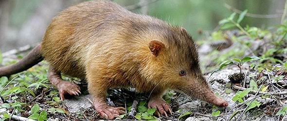 Almiqu� cubano  (Solenodon cubanus)