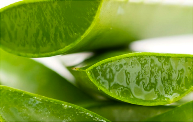 Salvia y sábila…propiedades curativas Salvia y sábila…propiedades curativas