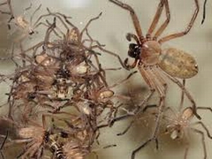 Utilizan tela de araña para fabricar cuerdas de violín 