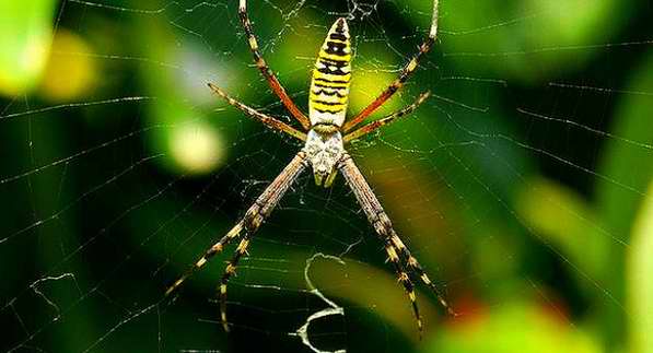 Las arañas atraen a sus víctimas con patrones decorativos 