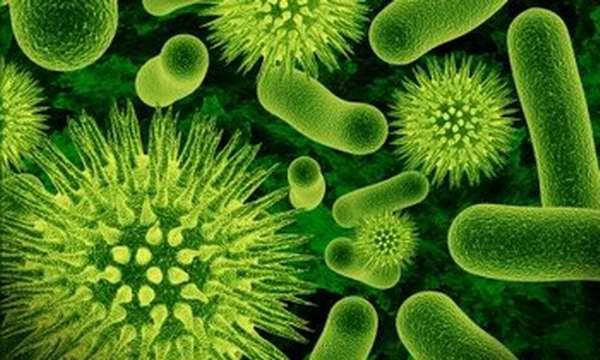 Resultado de imagen para microbios bacterias
