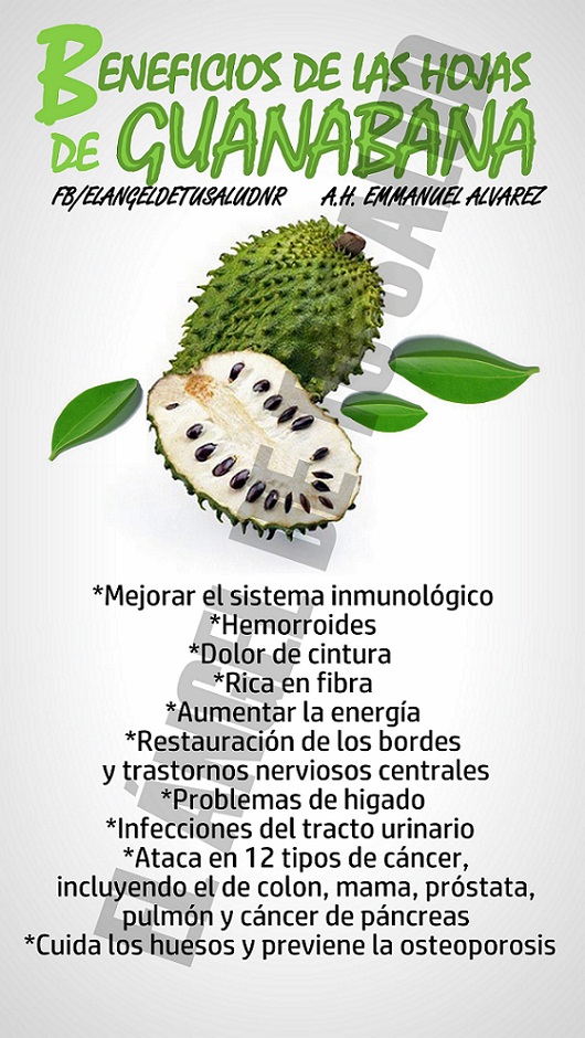 Guanábana para la próstata Guanábana para la próstata