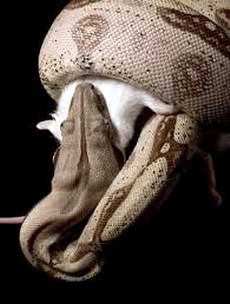 Boas constrictors know how long they need to crush their preys  