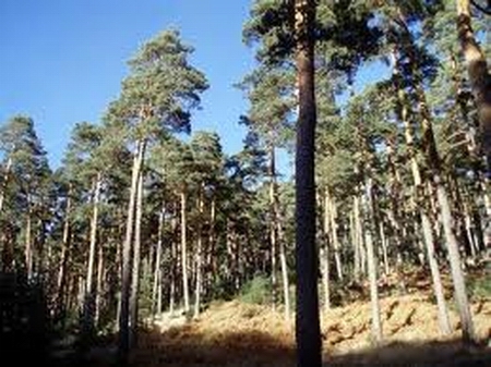 Se reafirma Pinar del Río como provincia más reforestada de Cuba Se reafirma Pinar del Río como provincia más reforestada de Cuba