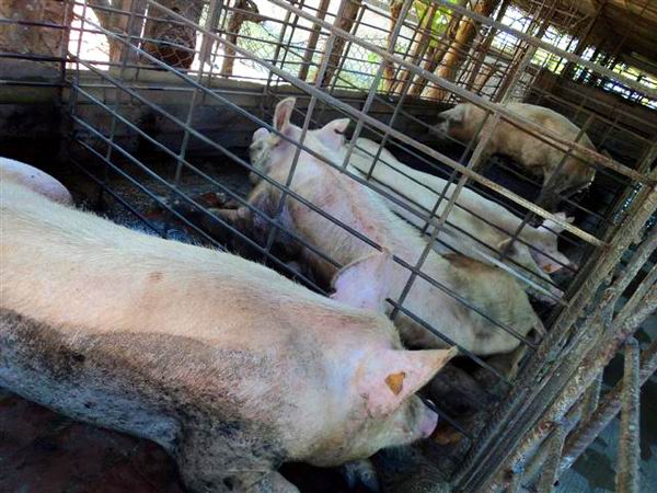 Implantan en Cuba record de producción de carne de cerdo 