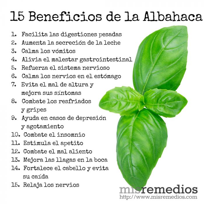 La albahaca es aliada de la salud