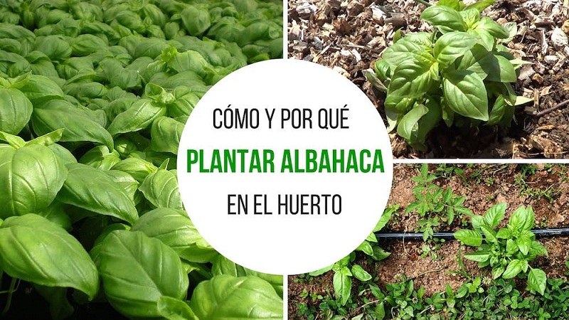 Local Albahaca Herb for Health