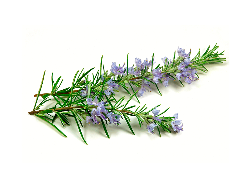 El romero estimula la memoria y mejora el humor