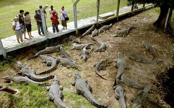 Cocodrilos cubanos en la Ciénaga de Zapata Cocodrilos cubanos en la Ciénaga de Zapata