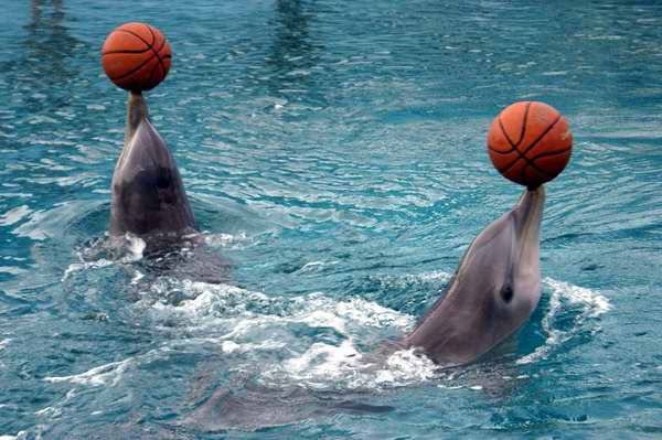 Acuario Nacional de Cuba: diversión con delfines garantizada. Foto Cubadebate