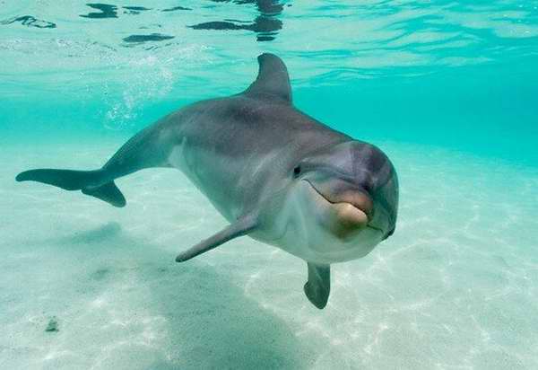 Los delfines duermen con la mitad del cerebro 