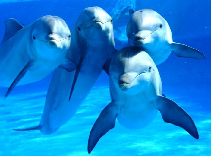 Dolphins return to Cuban bay after sanitation of marine areas