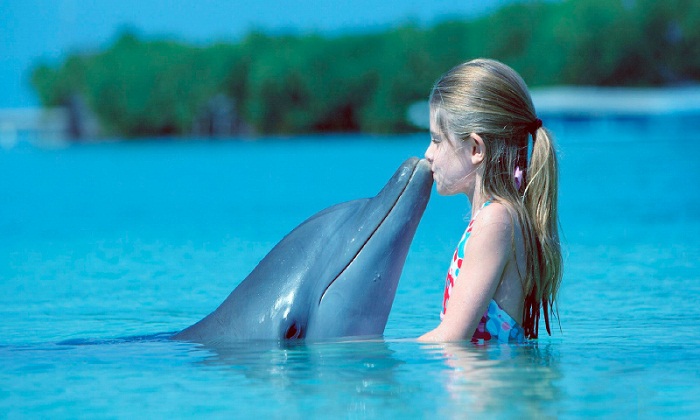 Los delfines se autorreconocen antes que los humanos 