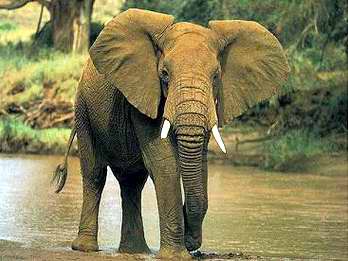 Descubren por qué el embarazo de las elefantas dura dos años 