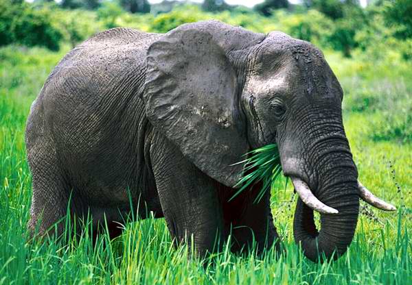 Elefantes detectan depredadores humanos por el sonido 