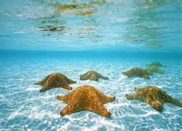 Cuba Ranks Four in Underwater Photography World Championship