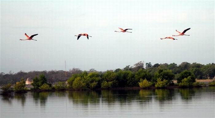Cr�a del flamenco rosado, en el r�o M�ximo, Refugio de Fauna en la provincia de Camag�ey