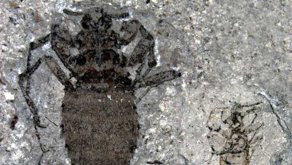 Descubren fósil de pulga gigante que vivió en el Jurásico 