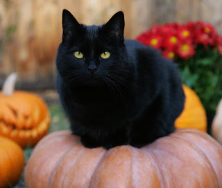 Gatos negros afectan más a las personas alérgicas 